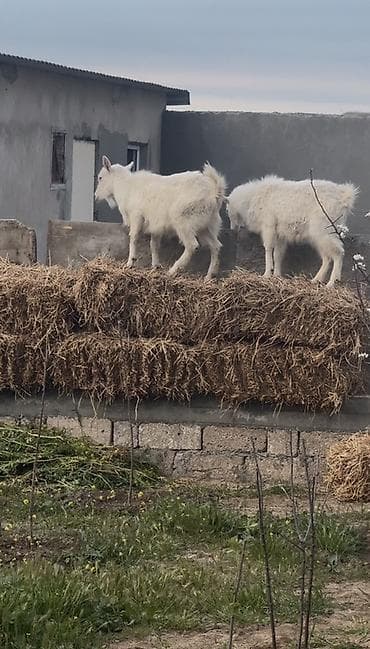 diş ağardıcı qelem: Dişi, il: 1, Damazlıq, Ünvandan götürmə — 5