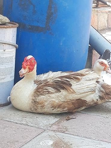 cats az: Muscovy ördəkləri və balaları - Növ: Muscovy (Barbarı) ördək - — 1