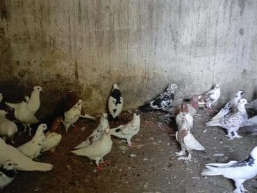 ineklerin satisi: 3 azn dən 20 azn ə kimi quş hamsı satılır ünvan bərdə boş bekar — 5