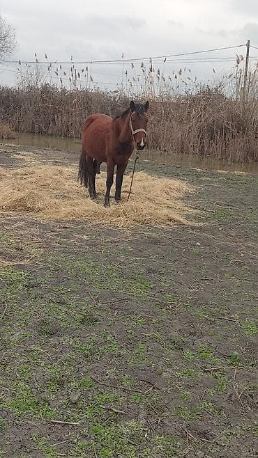 Erkək, il: 5, Ünvandan götürmə