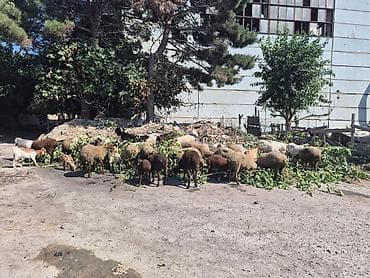 quzu: 27 eded keci cepis coxuda bogazdi 19 eded qoyun quzudu 4 erkek 4 ana 2 — 9