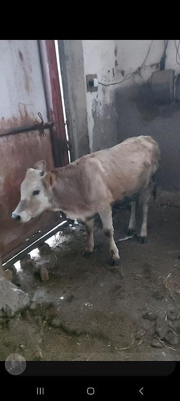 inek satişi: Dana, buzov, Dişi, ay: 5, Ətlik — 2