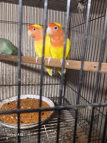 tutuquş: Məhsul: Sevgi quşları (Lovebird) – cüt Təsvir: - Parlaq sarı bədən — 3