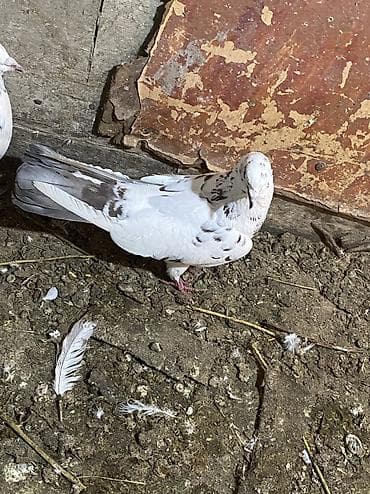 qirmizi bas goyercin: Məhsul: Ev göyərçinləri (dekorativ/uçuş üçün) endirm var Təsvir: - — 2