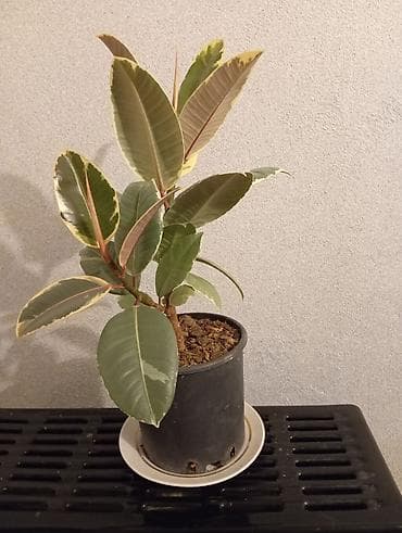 qara qizilgul satisi: Fikus bitkisi ünvan Mərdəkan körpüsünün yaxinliğinda yerleşir — 4