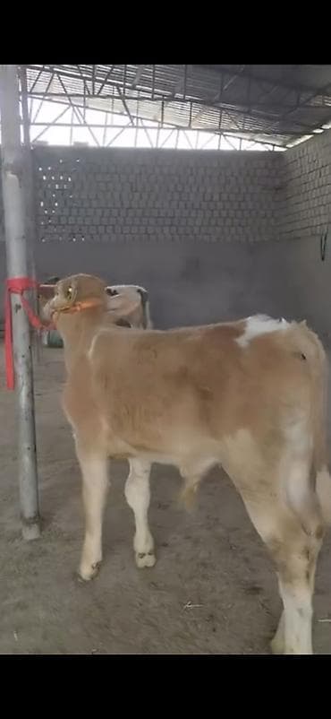 Digər heyvanlar: 2 ay yarimliq temiz saf qan simental dana erkək prablemi yoxdu yem ot — 10