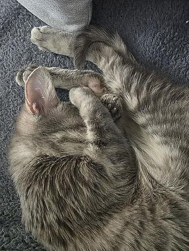 lalafo pişiklər: Tabbi, Yaxşı əllərə — 2