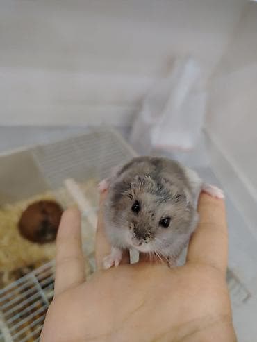 gəlincik heyvan: Cırtdan hamsterlər – Dwarf Hamster balaları 3 dənədi 2 ağ dişi 1 qara — 2