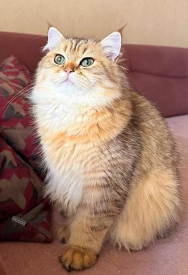 Akvariumlar: Britan — 6