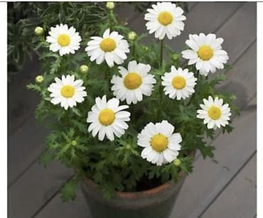 panel plastik: Papatya Ag ve qirmizi rengleri mövcuddu - Bitki: Qırxbuğumvari — 5