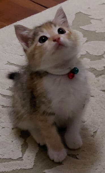 pişik üçün qum qabı: Yaxşı əllərə — 1