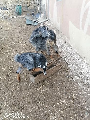 qaz balasl: Balalı sudlu keçi. Buynuzsuz. Balasl diwidi. 2 ayllqdl. Unvan merdekan — 2