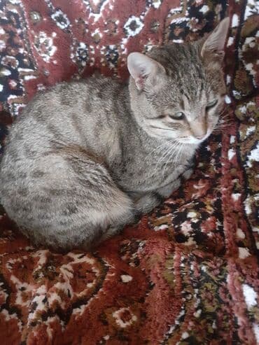 etibarli ellere verilir: Erkək, Yaxşı əllərə — 3