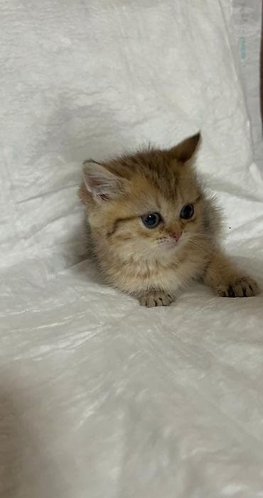 Digər heyvanlar: Britan — 7