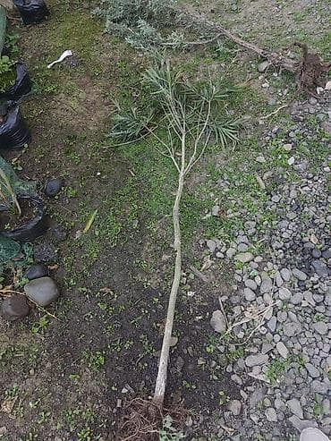 ikinci el su matoru: Oleandr (Nerium oleander) fidanı – kökləri açıq şəkildə — 1