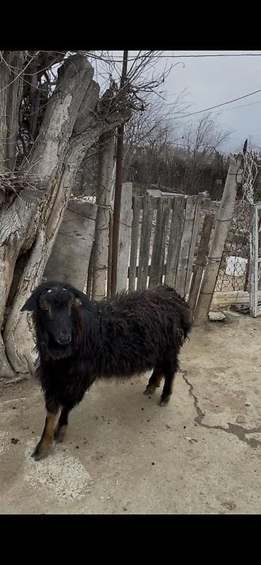 Козы, козлята: Boğaz keçidir xırda yelin vurub yaşlı keçidir dişlerin atıb ama arpa — 2
