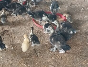 lal ordəklərin satışı: 20 günlük və 50 günlük ördək balaları. 20 günlük — 2