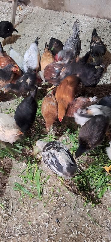 kənd çolpası: Toyuq, Damazlıq — 10