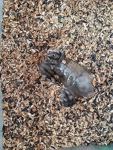 купить хомяка в баку: Xamyaklar dag sicanlari satilir qiymeti qaraar 1 ededi 3 azn satishda — 2