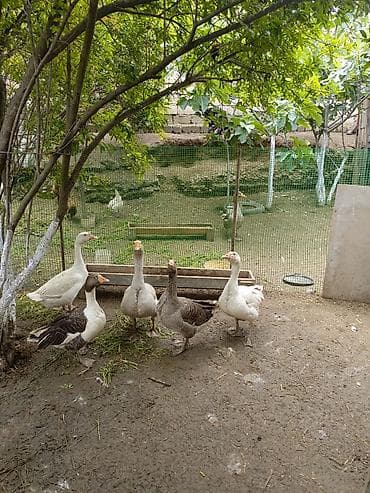 itlerin satisi 2017: Salam 8qazdi .1xoruzdu 40 manat .1lindadi yumurtlayir qalan 6si yerli — 3