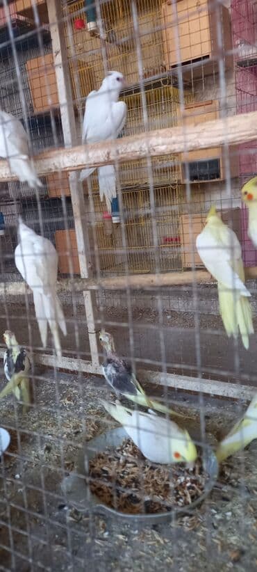 danışan tutuquşu satışı: Yeni dene dusmus balalardir — 2