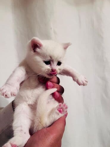 Lincoln: Sevimli pişik balaları - Növ: Ev pişiyi, müxtəlif balalar - Rənglər — 6