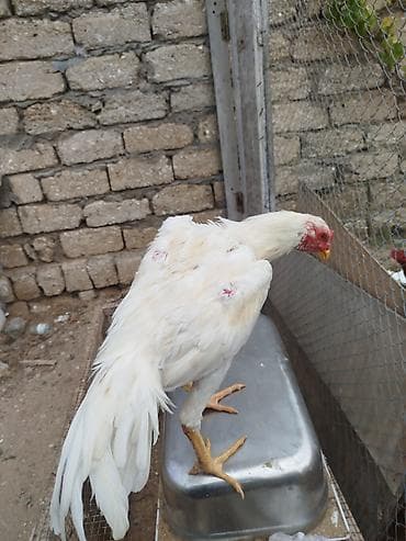 Cinsi yapondu 8 ci ayindadi hele teze ayilir tam saglam heyvandi