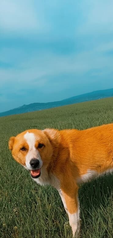 аренда и продажа недвижимости: 10 соток, Для строительства, Собственник, Бялядия (муниципалитет) — 1