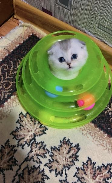 erkek pişik: Şotland yastı qulaq — 8