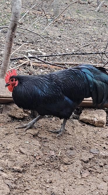 Qazlar: Xoruz, il: 1, Pulsuz çatdırılma — 1