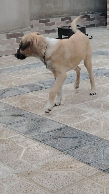 золотистый ретривер баку: 4 месяца — 2