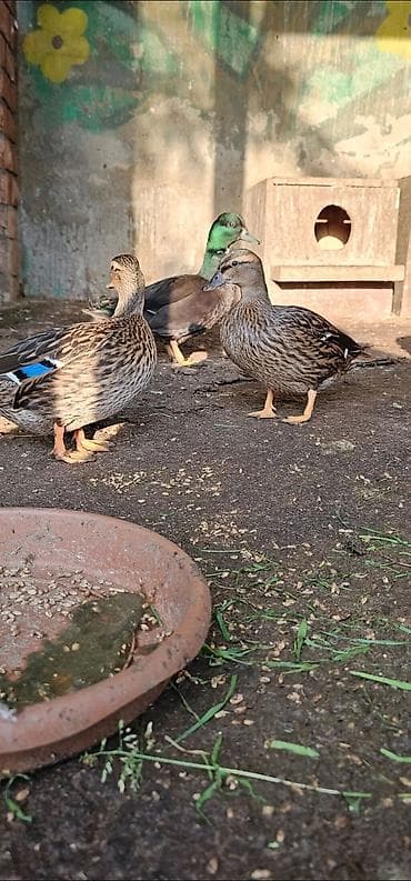 bildircin yumurtası: Kalduk ördəy çüti satilir yumurtaliyilar — 3