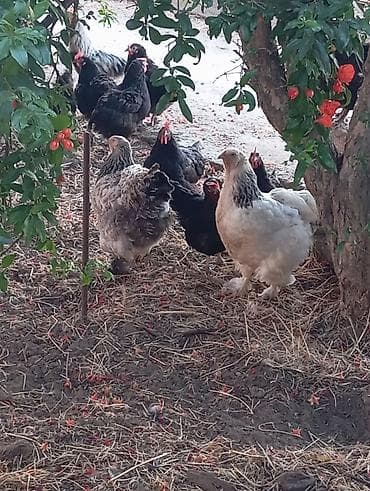 Toyuq, Brama, Damazlıq