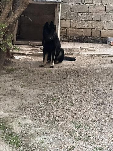 it səkilləri: Alman çoban iti — 2