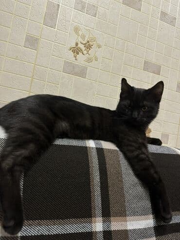 pişik pişik: Erkək, Yaxşı əllərə, Ünvandan götürmə — 3