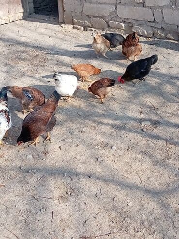 İtlər: Toyuq, Damazlıq — 1