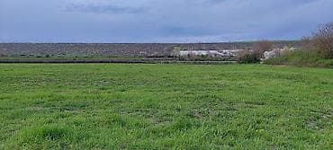 lalafo.az quba: Kənd təsərrüfatı — 10