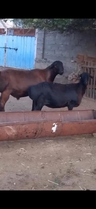 tap.az inekler: Cütü 450. AZN dişi boğazdır — 7