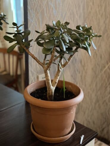 üzüm ağacı: Krasula.Pul ağacı. Pul Gülü. Xeyli böyüyüb. 5 ildir ki baxırıq. Ağac — 3