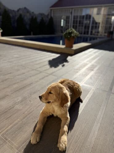 gold sinsilla: Retriever, 4 ay, Dişi, Peyvəndli — 3