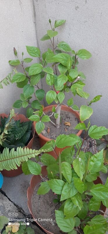 101 qizil gul ucuz: Kitayski roza — 2