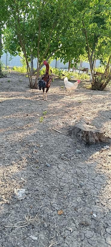 Xoruz, Heyratı, il: 1, Ünvandan götürmə, Ödənişli çatdırılma, Rayonlara çatdırılma — 5