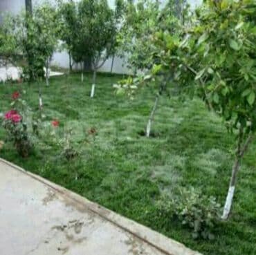 jasmin ağacı: Qazon si̇fari̇şi̇ həyət və villalar ücün yüksək kefiyətli qazon — 4