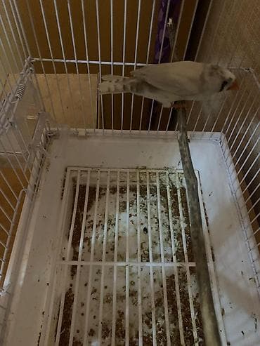 gərəf quşu: Maya amadin 1 defe bala alınıb yuva ilə birlikdə — 4