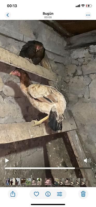 tutuquşu haqqinda melumat: Təmiz heyratı isdiyən buyursun watsapda vidyolarını ata bilərəm.boş — 4