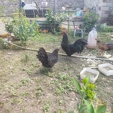 o şamo: Toyuq, Damazlıq — 3