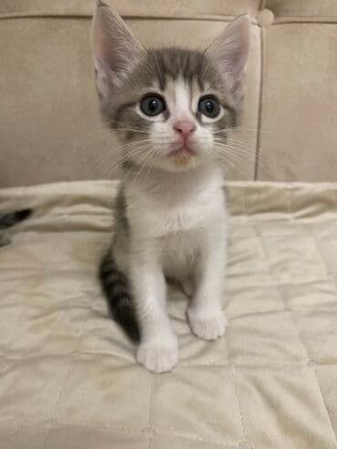 etibarlı əllərə it verilir: Britan, Dişi, Yaxşı əllərə, Ünvandan götürmə — 2