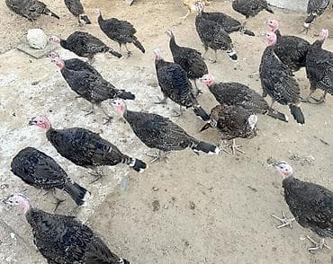 yorga at satilir: 46 Ədəd Ana Altından Çıxan Amerika-Bronz Hinduşkalar Satılırlar — 4