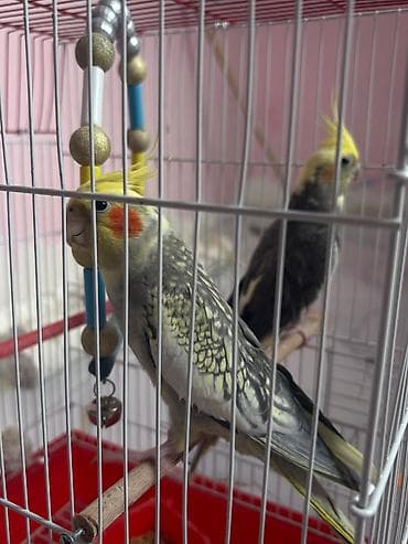 Məhsul: Nimfa (Cockatiel) cütü və qəfəs dəsti Təsvir: - İki ədəd — 3