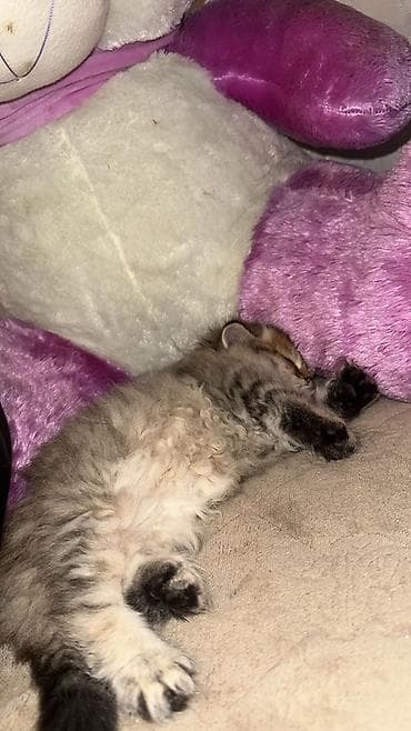 pisik cantalari: Erkək, Dişi, Yaxşı əllərə, Ünvandan götürmə, Ödənişli çatdırılma — 8